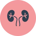 Nephrology,nephrology meaning,Nephrology in Turkey