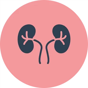 Nephrology,nephrology meaning,Nephrology in Turkey