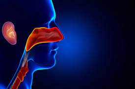 Otorhinolaryngology,otorhinolaryngology meaning,otorhinolaryngology near me